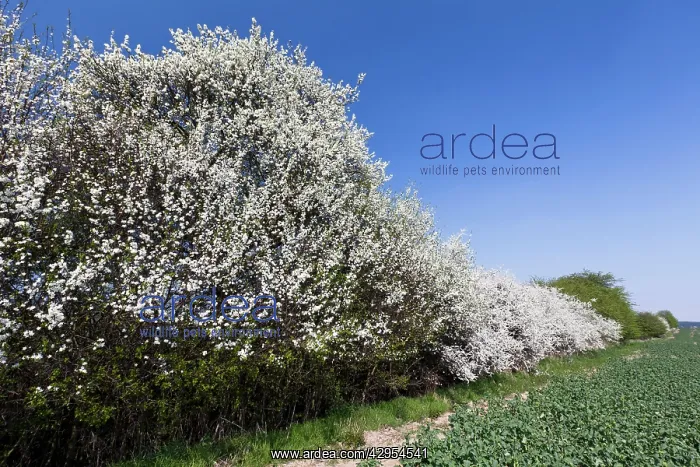 : Blackthorn / Sloe - hedgerow in blossom : Blackthorn / Sloe - hedgerow in blossom