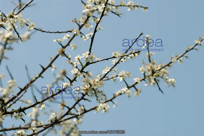 : Blackthorn or Sloe, Prunus spinosa, blossom on bare wood twi : Blackthorn or Sloe, Prunus spinosa, blossom on bare wood twi