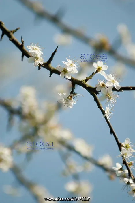 : Blackthorn or Sloe, Prunus spinosa, blossom on bare wood twi : Blackthorn or Sloe, Prunus spinosa, blossom on bare wood twi