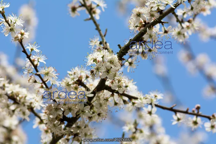 : Blackthorn, Sloe, Prunus spinosa, White subject : Blackthorn, Sloe, Prunus spinosa, White subject