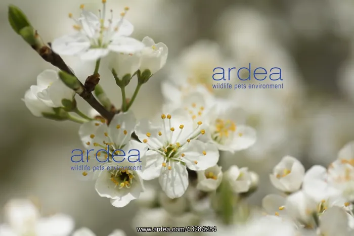 : Blackthorn, Sloe, Prunus spinosa, White subject : Blackthorn, Sloe, Prunus spinosa, White subject