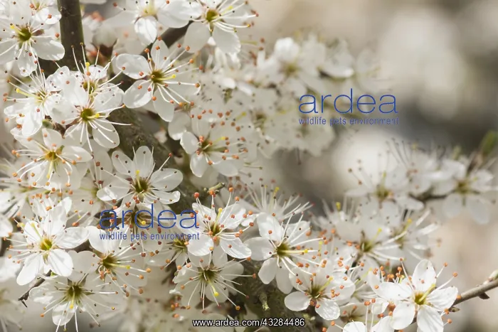 : Blackthorn, Sloe, Prunus spinosa, White subject : Blackthorn, Sloe, Prunus spinosa, White subject