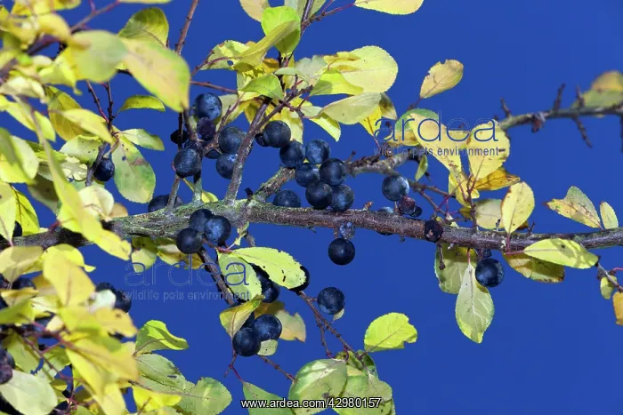 : Blackthorn / Sloe - ripening fruits : Blackthorn / Sloe - ripening fruits