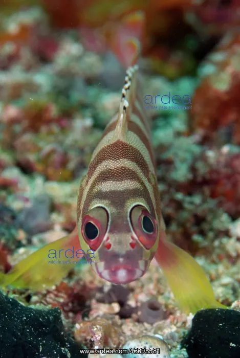 : Blacktip Grouper : Blacktip Grouper