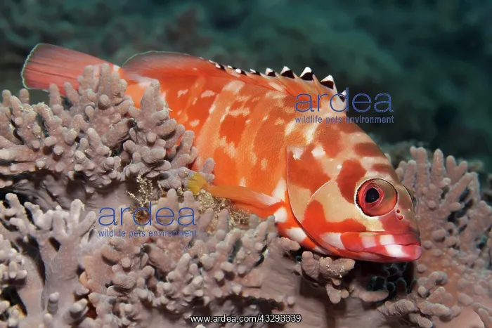 : Blacktip grouper (Epinephelus fasciatus) resting : Blacktip grouper (Epinephelus fasciatus) resting