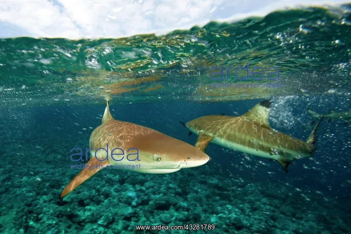 : Blacktip reef sharks (Carcharhinus melanopterus) : Blacktip reef sharks (Carcharhinus melanopterus)
