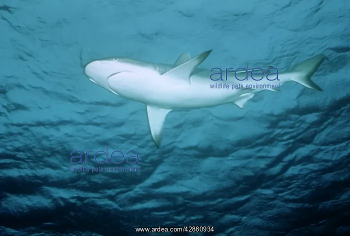 : Blacktip Reef / Whaler Shark : Blacktip Reef / Whaler Shark