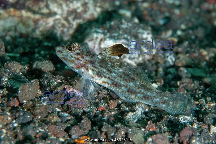 : Blacktip Sandgoby - Coral Gardens dive site, Seraya, Bali : Blacktip Sandgoby - Coral Gardens dive site, Seraya, Bali