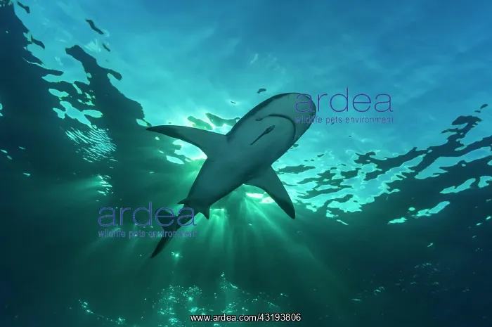 : Blacktip shark (Carcharhinus limbatus), under the : Blacktip shark (Carcharhinus limbatus), under the