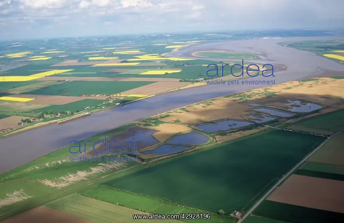 : Blacktoft Sands RSPB Reserve : Blacktoft Sands RSPB Reserve