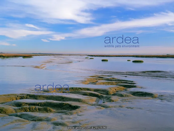 : Blackwater ESTUARY - eroded mudflats : Blackwater ESTUARY - eroded mudflats