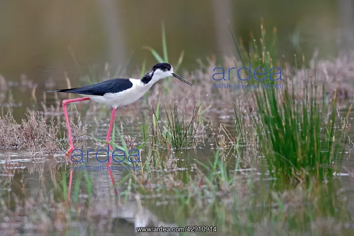 : Blackwinged Stilt : Blackwinged Stilt