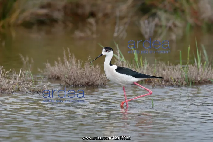 : Blackwinged Stilt : Blackwinged Stilt