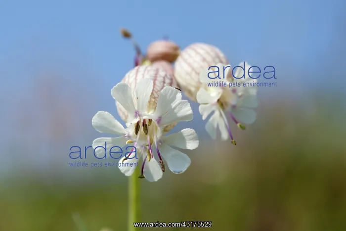 : Bladder Campion : Bladder Campion