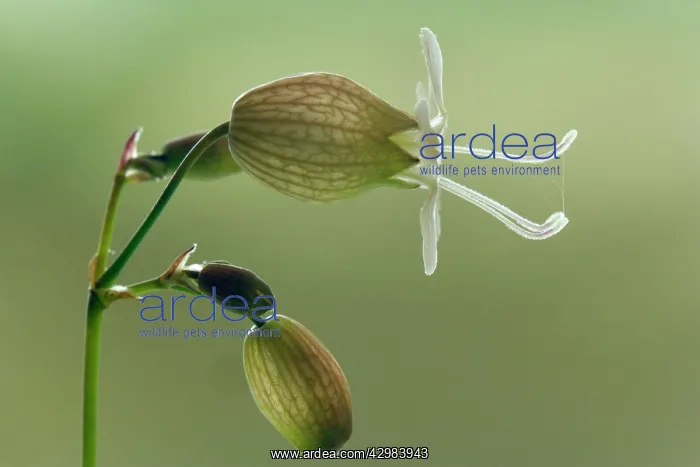 : Bladder Campion - blossom of a Bladder Campion : Bladder Campion - blossom of a Bladder Campion