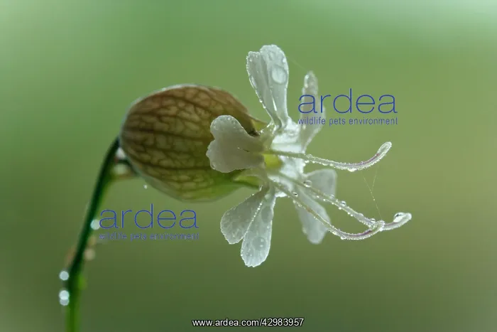 : Bladder Campion - blossom of a Bladder Campion with dew : Bladder Campion - blossom of a Bladder Campion with dew