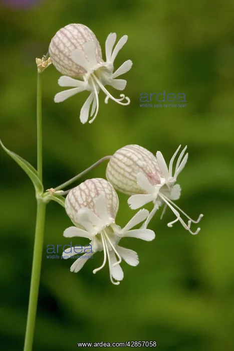 : Bladder campion in flower : Bladder campion in flower