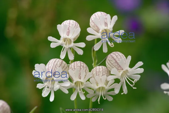 : Bladder campion in flower. Widespread and common : Bladder campion in flower. Widespread and common