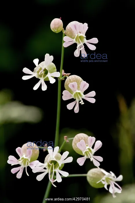 : Bladder Campion - pink form : Bladder Campion - pink form