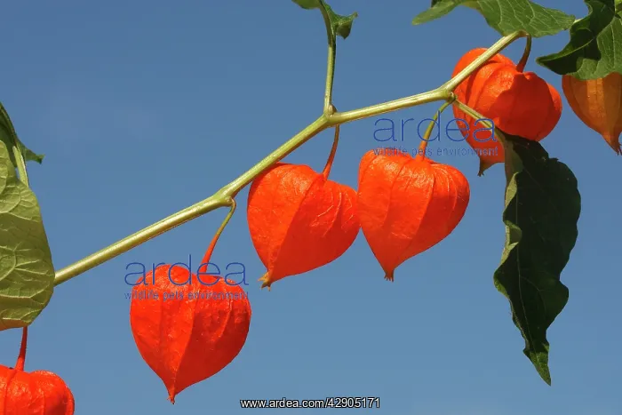 : Bladder cherry  /  Chinese lantern  /  Japanese lantern