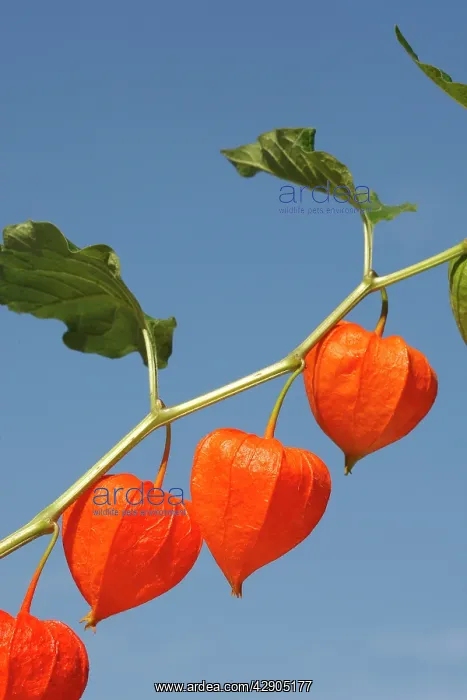 : Bladder cherry / Chinese lantern / Japanese lantern : Bladder cherry / Chinese lantern / Japanese lantern