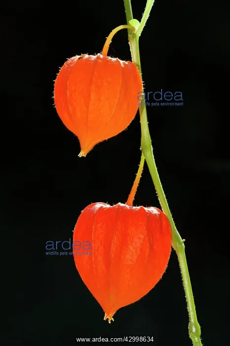 : Bladder Cherry / Chinese Lantern / Japanese Lantern : Bladder Cherry / Chinese Lantern / Japanese Lantern