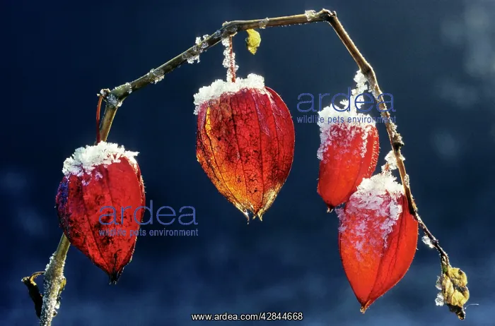 : Bladder-cherry / Chinese Lantern / Winter cherry - wih snow : Bladder-cherry / Chinese Lantern / Winter cherry - wih snow
