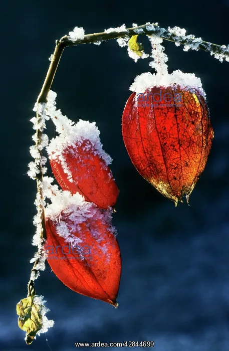 : Bladder-cherry / Chinese Lantern / Winter cherry - wih snow : Bladder-cherry / Chinese Lantern / Winter cherry - wih snow