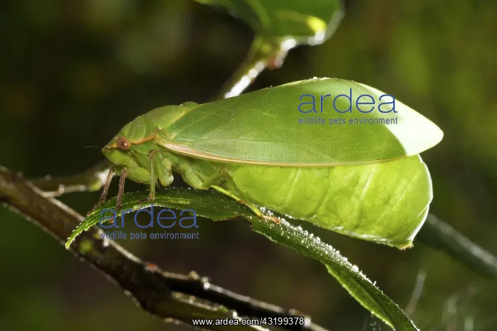 : Bladder Cicada : Bladder Cicada