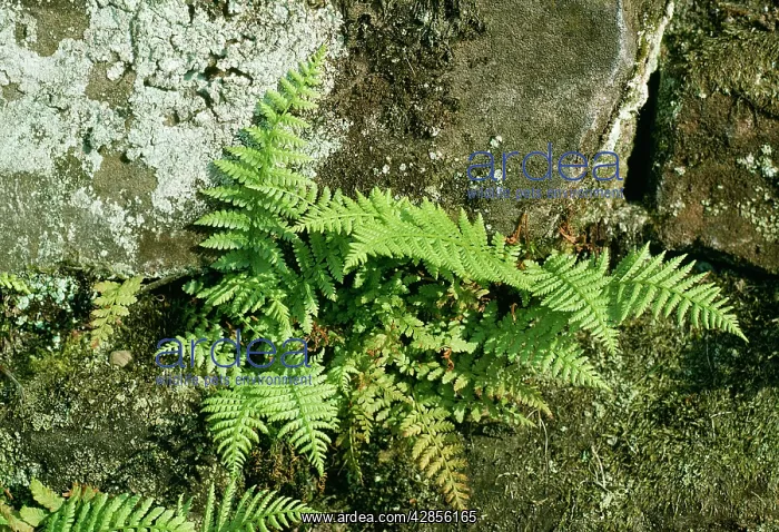  : BLADDER FERN