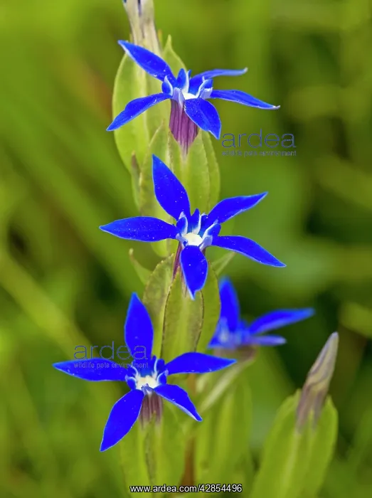 : Bladder Gentian - in flower : Bladder Gentian - in flower