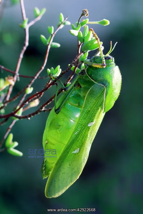 : Bladder Grasshopper - male : Bladder Grasshopper - male