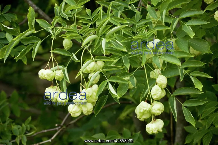 : Bladder nut or Paper nut in fruit; : Bladder nut or Paper nut in fruit;