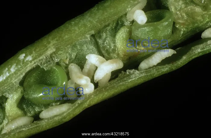 : Bladder pod midge : Bladder pod midge