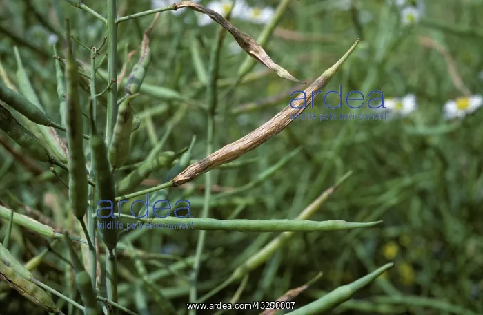 : Bladder Pod Midge damage to Oilseed Rape : Bladder Pod Midge damage to Oilseed Rape