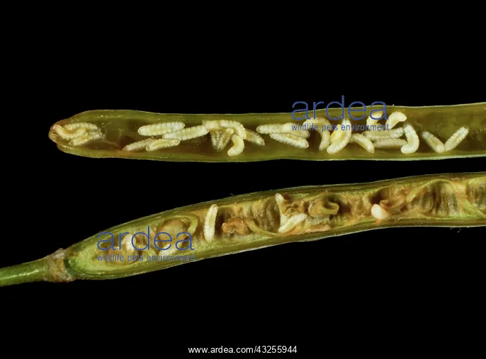 : Bladder pod midge larvae : Bladder pod midge larvae