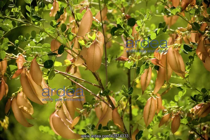 : Bladder-senna, flowers and fruit : Bladder-senna, flowers and fruit