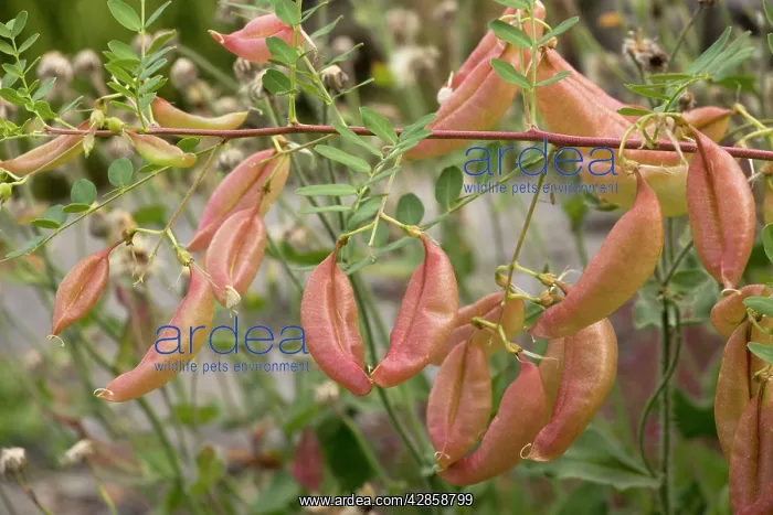 : Bladder senna in fruit : Bladder senna in fruit