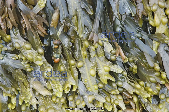 : Bladder Wrack : Bladder Wrack