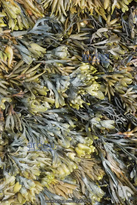 : Bladder Wrack : Bladder Wrack