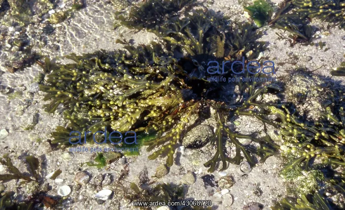 : Bladder Wrack : Bladder Wrack