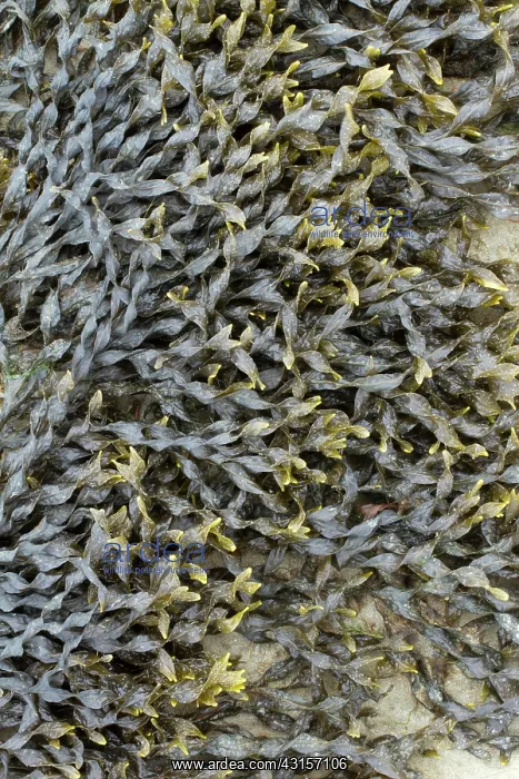 : Bladder wrack, Pleubian, Cetes-d'Armor, France - : Bladder wrack, Pleubian, Cetes-d'Armor, France -