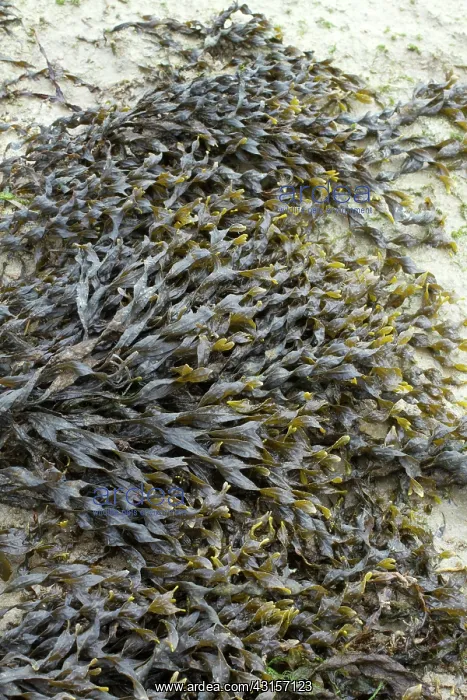 : Bladder wrack, Pleubian, Cetes-d'Armor, France - : Bladder wrack, Pleubian, Cetes-d'Armor, France -