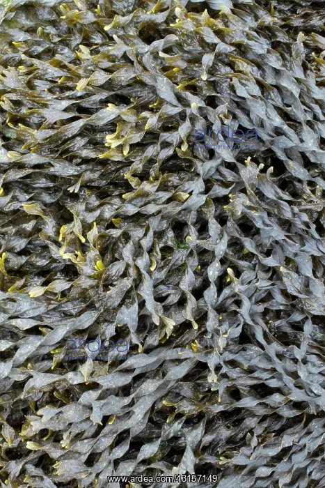 : Bladder wrack, Pleubian, Cetes-d'Armor, France - : Bladder wrack, Pleubian, Cetes-d'Armor, France -