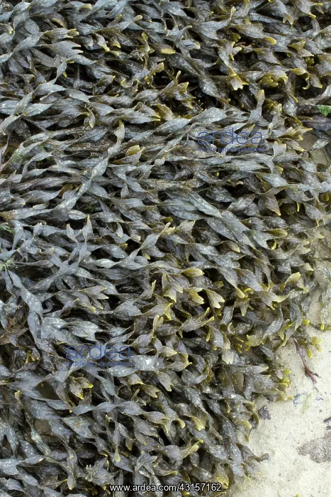 : Bladder wrack, Pleubian, Cetes-d'Armor, France - : Bladder wrack, Pleubian, Cetes-d'Armor, France -