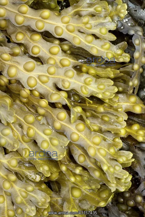 : Bladder wrack, Pleubian, Cetes-d'Armor, France : Bladder wrack, Pleubian, Cetes-d'Armor, France