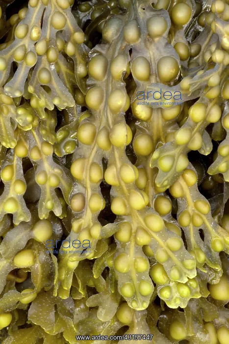 : Bladder wrack, Pleubian, Cetes-d'Armor, France : Bladder wrack, Pleubian, Cetes-d'Armor, France