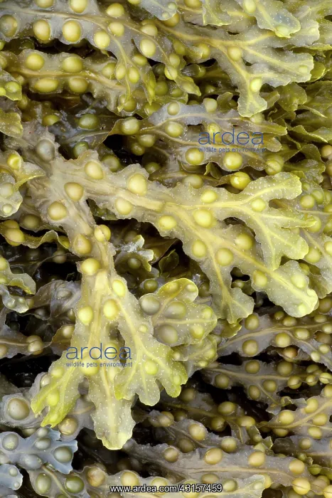 : Bladder wrack, Pleubian, Cetes-d'Armor, France : Bladder wrack, Pleubian, Cetes-d'Armor, France