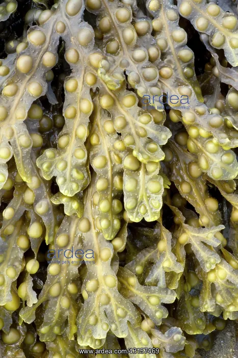: Bladder wrack, Pleubian, Cetes-d'Armor, France : Bladder wrack, Pleubian, Cetes-d'Armor, France