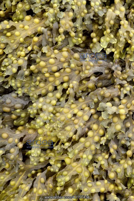 : Bladder wrack, Pleubian, Cetes-d'Armor, France : Bladder wrack, Pleubian, Cetes-d'Armor, France